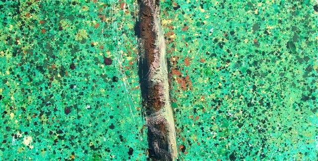 Peinture intitulée "foret101" par Jean-Michel Rackelboom, Œuvre d'art originale, Huile