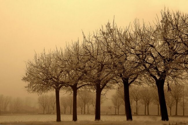 Fotografia intitolato "Tra nebbie e brina" da Angelo Mazzoleni, Opera d'arte originale