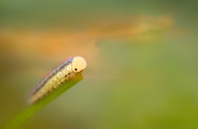 Fotografia intitolato "verso una nuova vita" da Angelo Mazzoleni, Opera d'arte originale