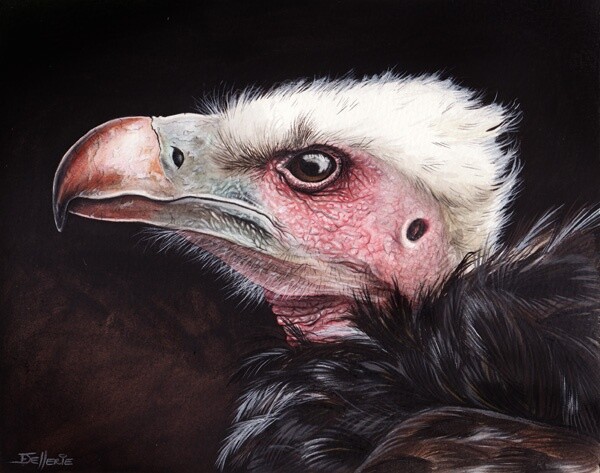 Peinture intitulée "Vautour à tête blan…" par Florence Dellerie, Œuvre d'art originale