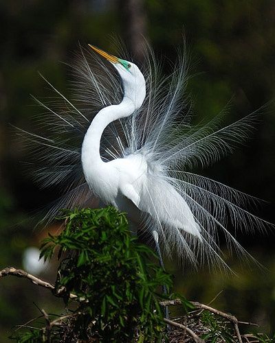 Photography titled "Great Egret Courtsh…" by George Wilson, Original Artwork