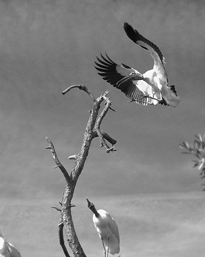 Photography titled "American Woodstork…" by George Wilson, Original Artwork