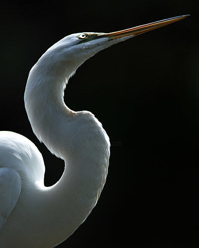 Photography titled "Great Egret Portrait" by George Wilson, Original Artwork
