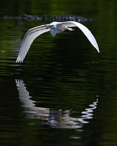Photography titled "Great Egret in Flig…" by George Wilson, Original Artwork