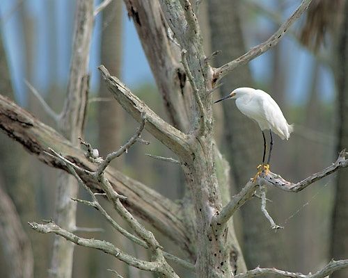 Photography titled "Snowy Egret in Dead…" by George Wilson, Original Artwork