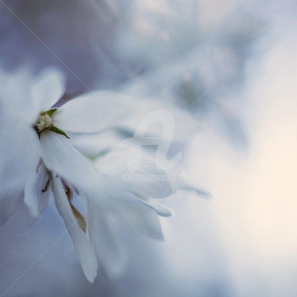 Photographie intitulée "_MG_2102.jpg" par Chantal Gagné, Œuvre d'art originale