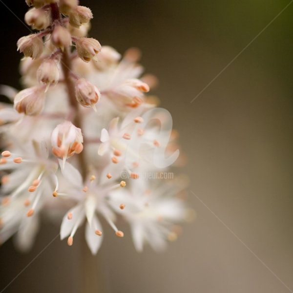 Photographie intitulée "_MG_0072.jpg" par Chantal Gagné, Œuvre d'art originale