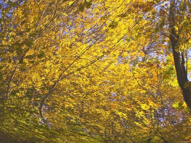 Grafika cyfrowa / sztuka generowana cyfrowo zatytułowany „Autumnation 29” autorstwa Ken Grzesik, Oryginalna praca, Malarstwo…