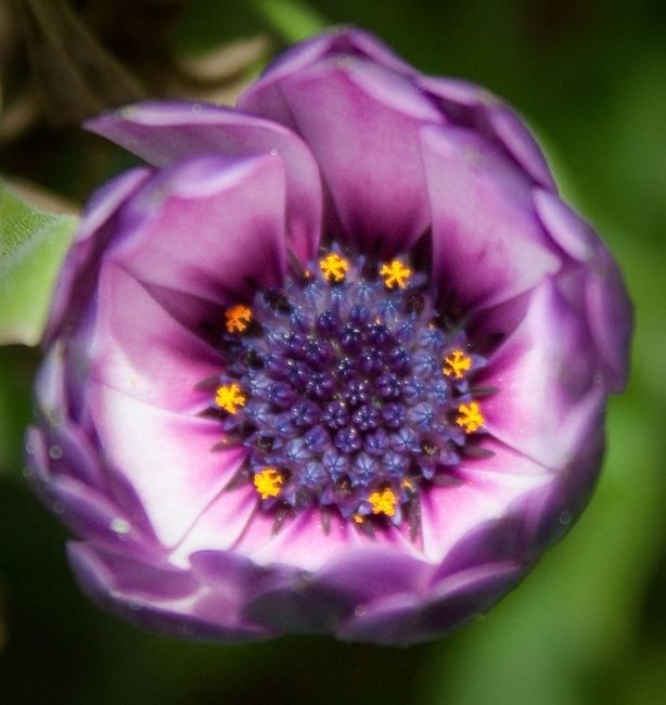 Photography titled "Macro 2" by Maria Teresa Duarte, Original Artwork