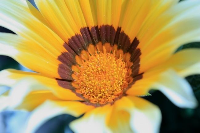 Fotografia intitulada "Macro 2" por Maria Teresa Duarte, Obras de arte originais