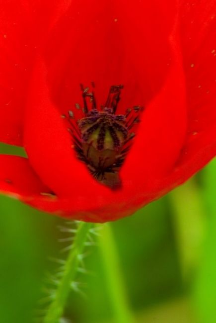 Fotografie getiteld "Macro 4" door Maria Teresa Duarte, Origineel Kunstwerk