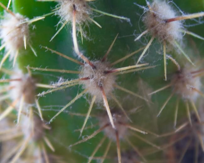 Fotografie getiteld "Macro 7" door Maria Teresa Duarte, Origineel Kunstwerk