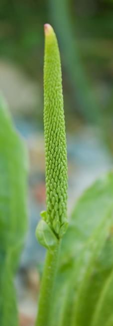 Photography titled "Macro 8" by Maria Teresa Duarte, Original Artwork