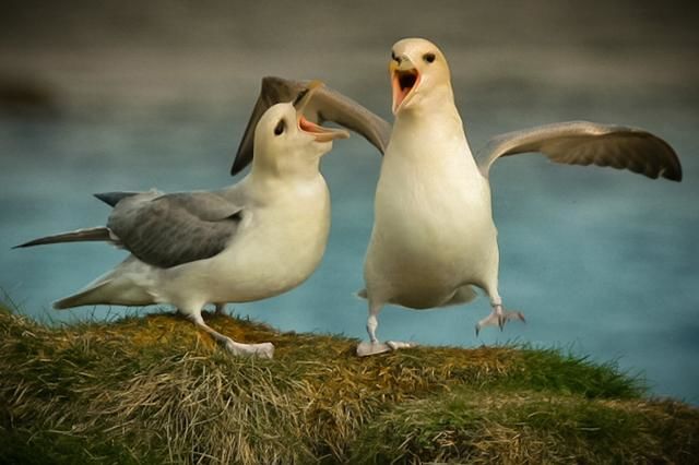 Photography titled "dont shout" by Pixe Dome, Original Artwork