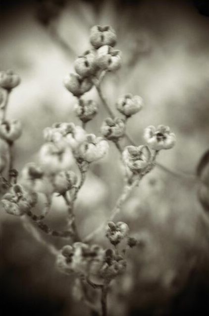 Photography titled "After The Seeds" by Mitch Labuda, Original Artwork