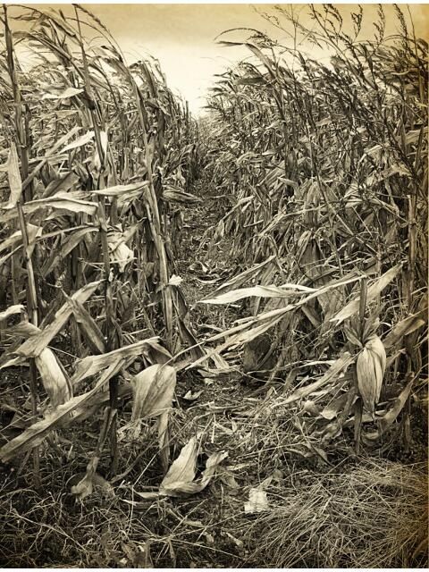 Photography titled "The Crop" by Mitch Labuda, Original Artwork