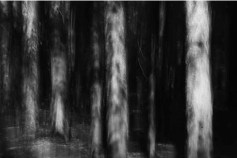 Photography titled "Enter Into The Wood" by Mitch Labuda, Original Artwork