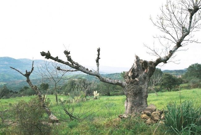 Photographie intitulée "akfadou 8" par Brahem Azouani, Œuvre d'art originale