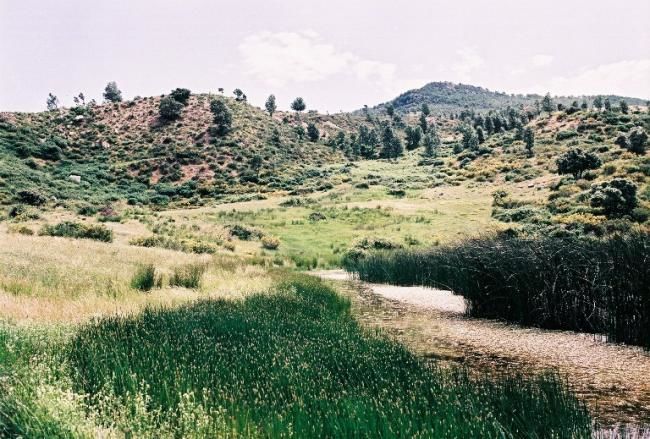 Photographie intitulée "akfadou 10" par Brahem Azouani, Œuvre d'art originale