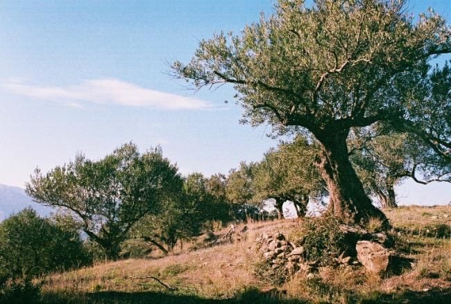 Photographie intitulée "oliviers bouzeguene" par Brahem Azouani, Œuvre d'art originale