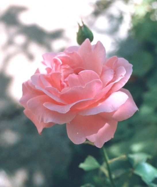 Photographie intitulée "rose" par Brahem Azouani, Œuvre d'art originale