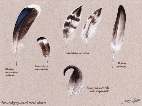 Peinture intitulée "Plumes de Canard co…" par Florence Dellerie, Œuvre d'art originale, Huile