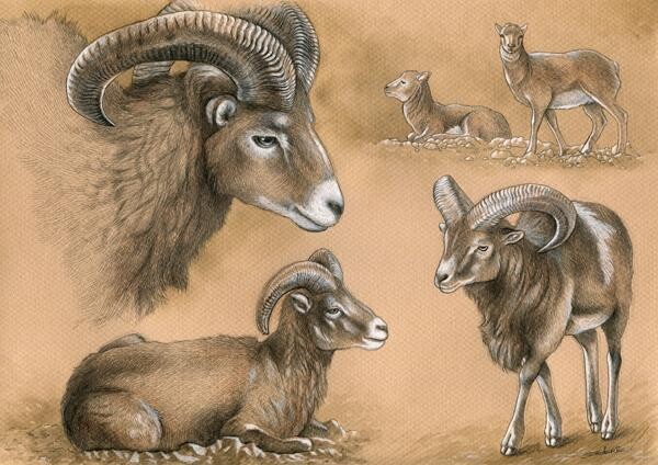Peinture intitulée "Mouflon corse" par Florence Dellerie, Œuvre d'art originale