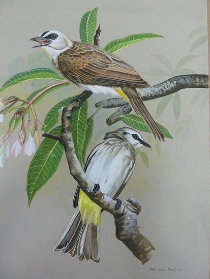 Schilderij getiteld "Yellow Vented Bulbul" door Ong Sookeat, Origineel Kunstwerk, Olie