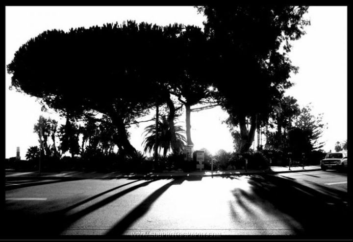 Photography titled "Grove" by Sdb Photography, Original Artwork