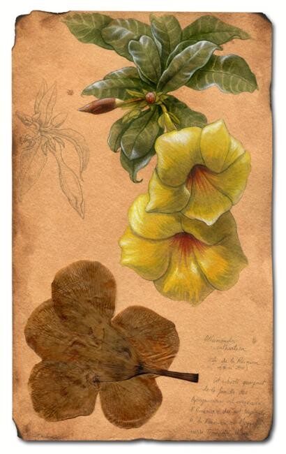 Peinture intitulée "Trompette d'or" par Florence Dellerie, Œuvre d'art originale, Autre