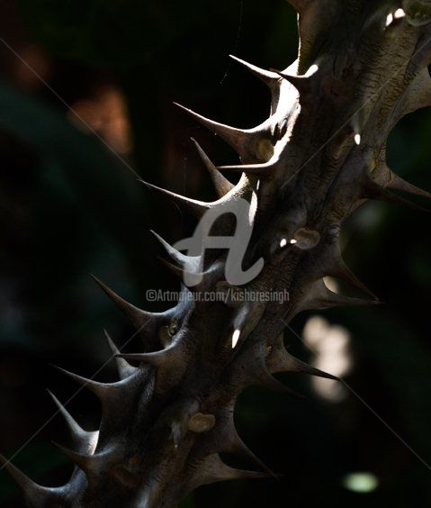 Photography titled "euphorbia milii-33" by Kishore Singh, Original Artwork