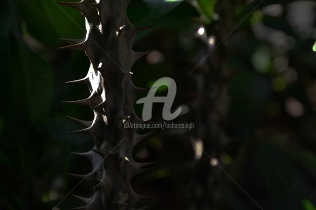Photography titled "euphorbia milii-31" by Kishore Singh, Original Artwork