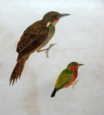 Schilderij getiteld "Woodpecker Buff Nec…" door Ong Sookeat, Origineel Kunstwerk, Olie