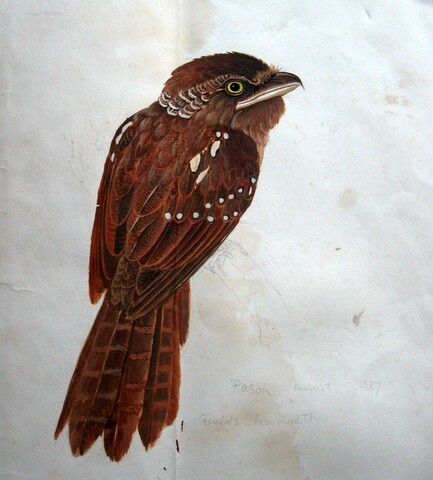 Schilderij getiteld "Gould's Frogmouth" door Ong Sookeat, Origineel Kunstwerk, Olie