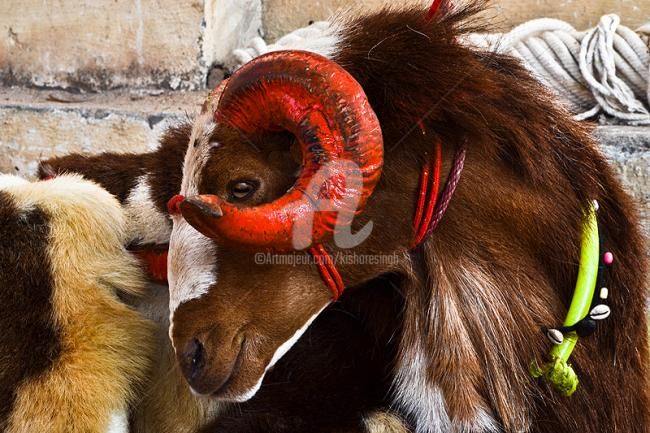 Photography titled "Bakra" by Kishore Singh, Original Artwork