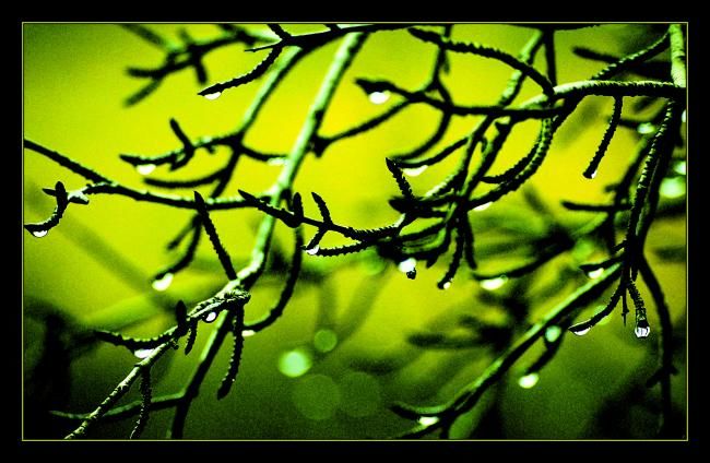 "green" başlıklı Fotoğraf Danijel Kolega tarafından, Orijinal sanat