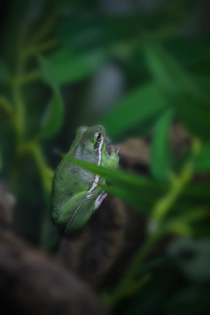 "Frog" başlıklı Fotoğraf Danijel Kolega tarafından, Orijinal sanat