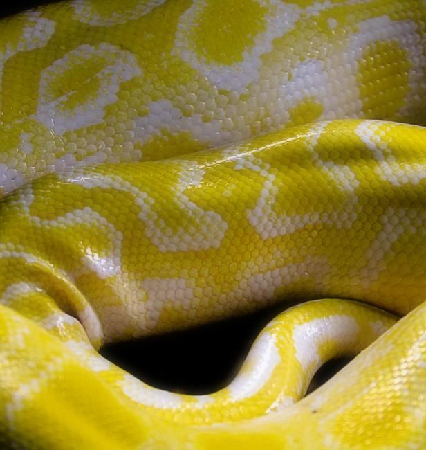 "yellow snake" başlıklı Fotoğraf Danijel Kolega tarafından, Orijinal sanat