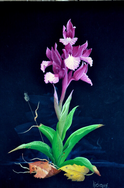 绘画 标题为“ORCHIS PAPILIONACEA” 由Michel Michaux, 原创艺术品, 油