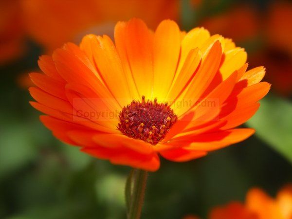 Photography titled "fleur jaune" by Couleursdumonde, Original Artwork