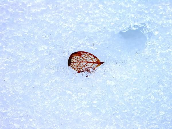 Photography titled "feuille glacé" by Couleursdumonde, Original Artwork