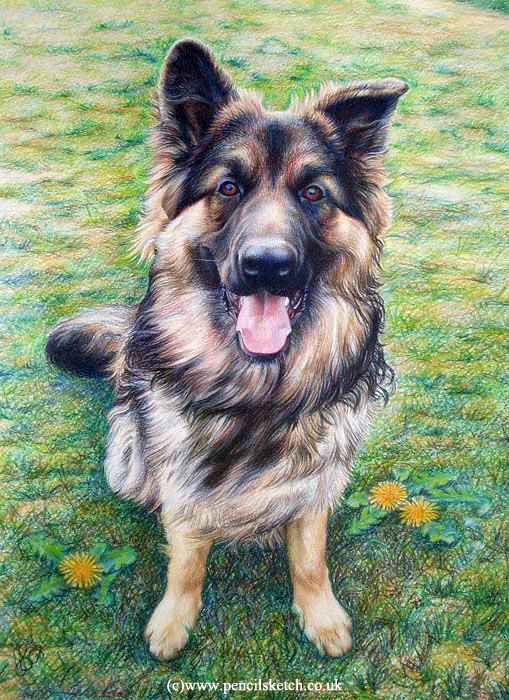 Drawing titled "pet-dog-portrait.jpg" by Anna Shipstone, Original Artwork, Other