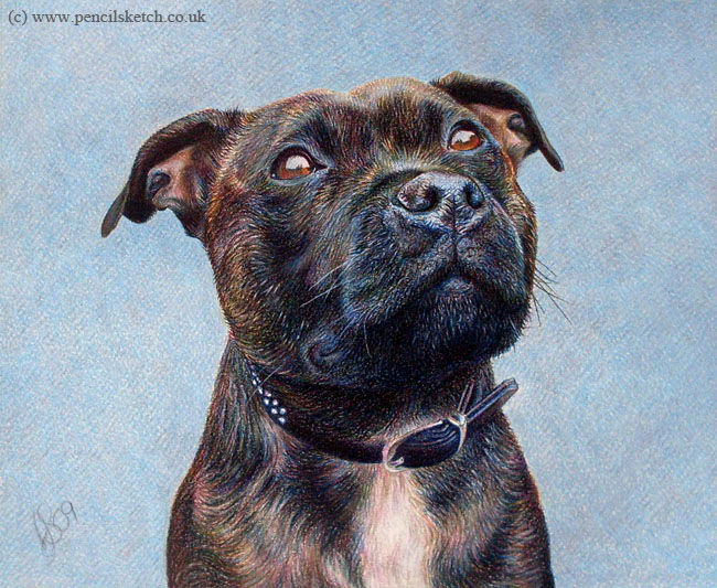 Drawing titled "dog-pet-portrait.jpg" by Anna Shipstone, Original Artwork, Other
