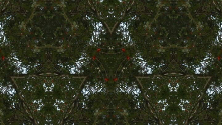 Fotografie getiteld "Tree Spirit-0097.jpg" door Xavier Crepin, Origineel Kunstwerk