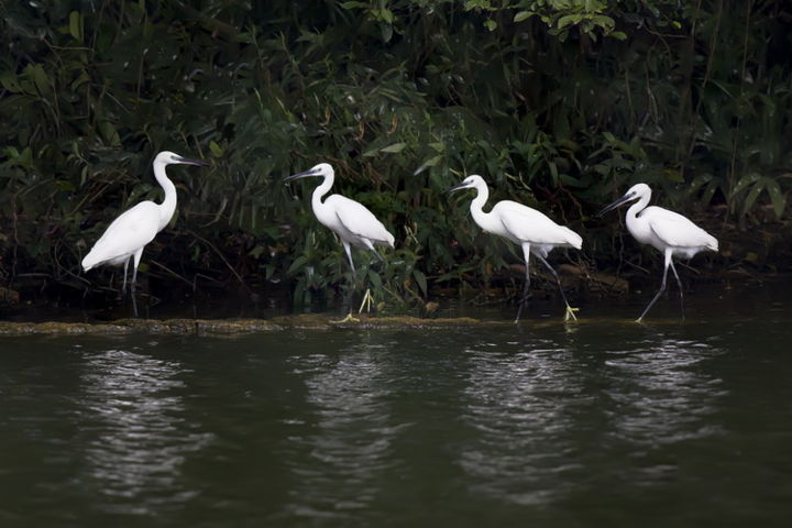 Photography titled "白鹭" by Chunfang Yang, Original Artwork