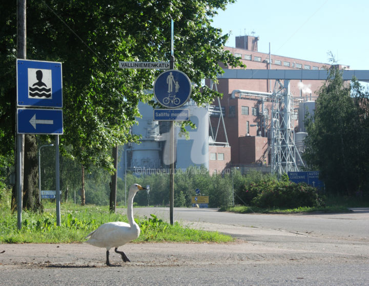Photography titled "Looking for the Swi…" by Ilkka Porkka, Original Artwork