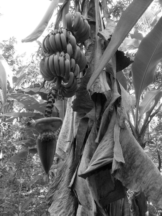 Photography titled "bananier" by Patrick Lalande, Original Artwork