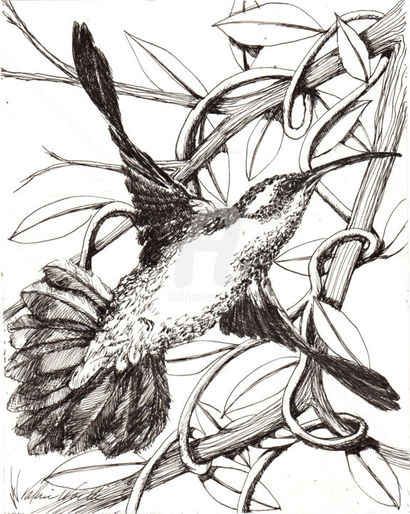 Hummingbird Searching Vine 图画, 11x9 in