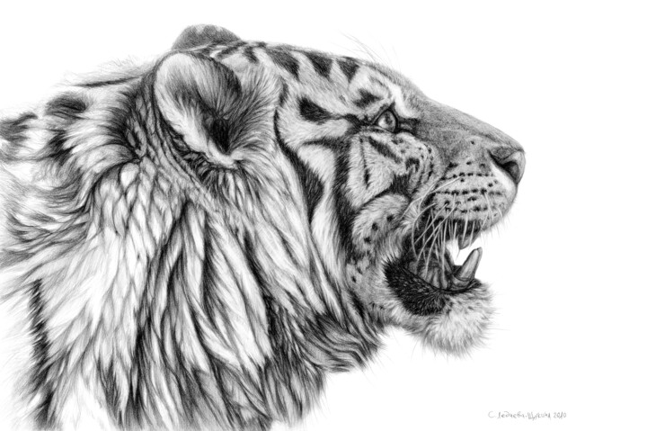 White TIger profile 图画