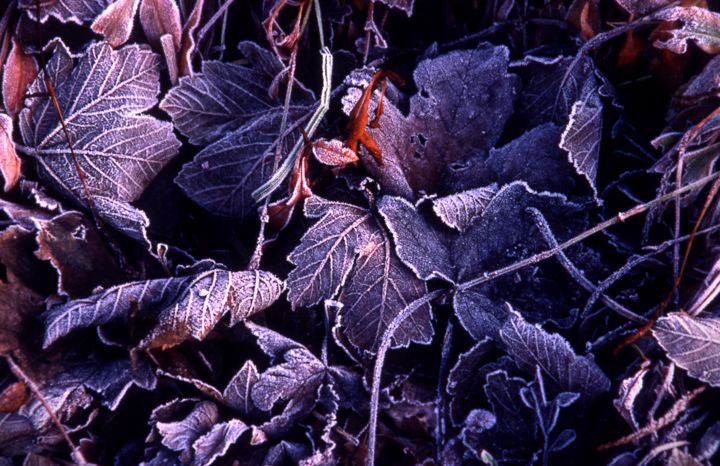 Fotografia intitulada "The Cruellest Month" por Stephen Jackson, Obras de arte originais